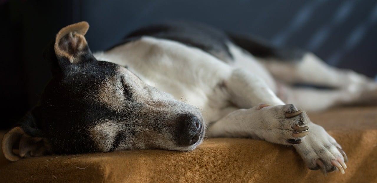 How to Get Paid to Foster Dogs